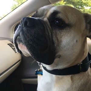 Meet your Posher, Noy